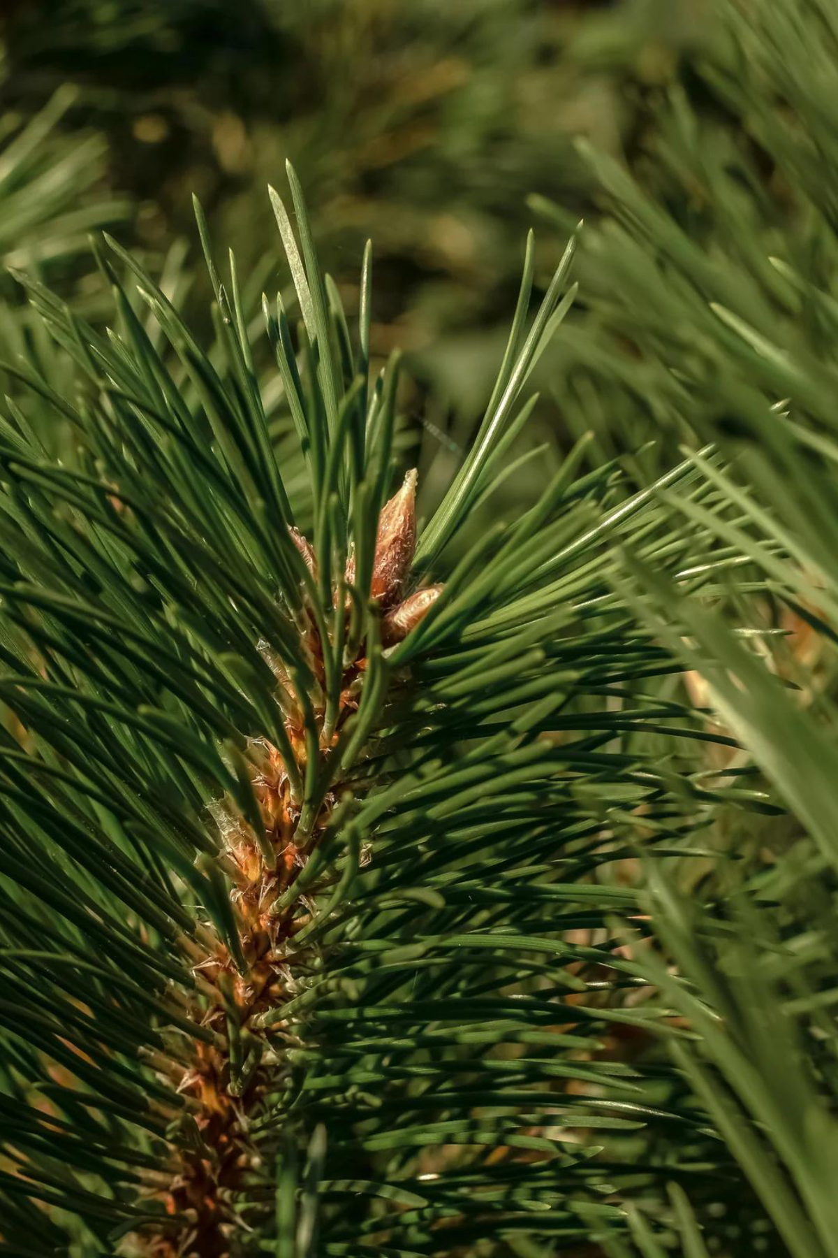 Frasier Fir Pura Refill